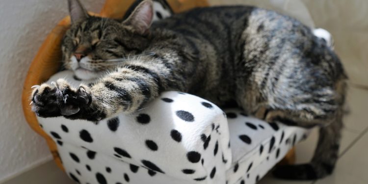 Katze entspannt sich