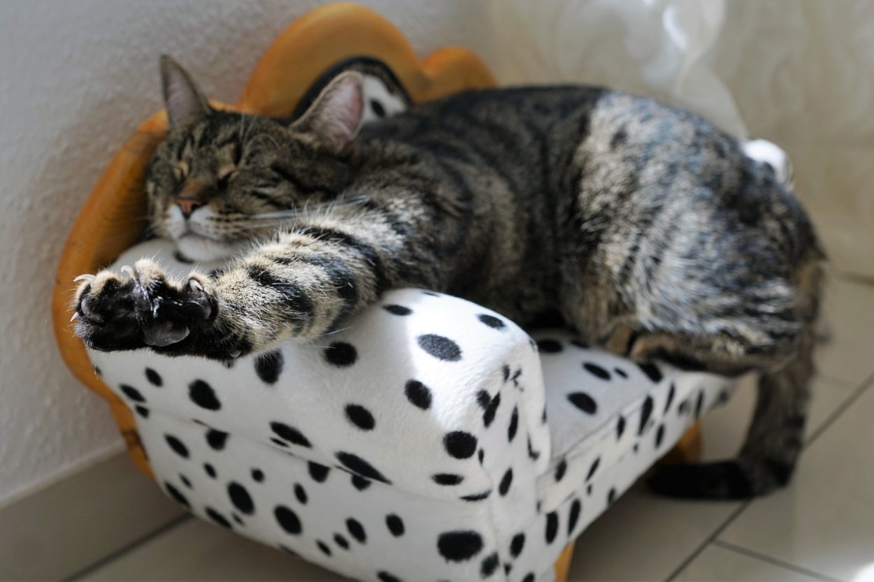Katze entspannt sich