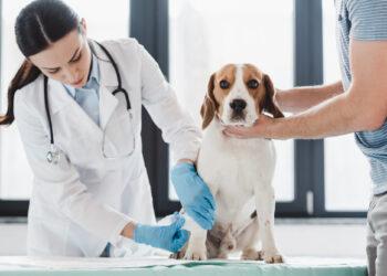 Tierärztin untersucht einen Hund in der Praxis, Tierarzt Gehalt